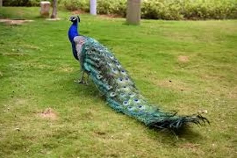 the-peacock-wandering-in-the-fields-is-a-sight-that-has-impressed-locals-siddipeta