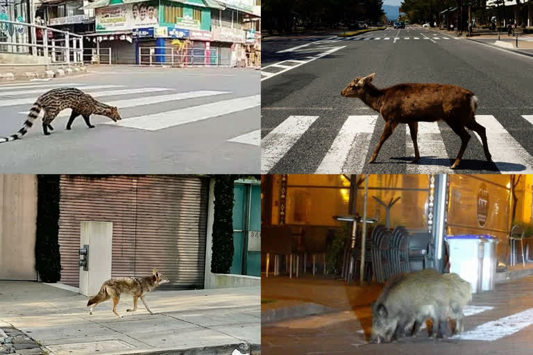 Animals explore deserted streets as humans stay indoors