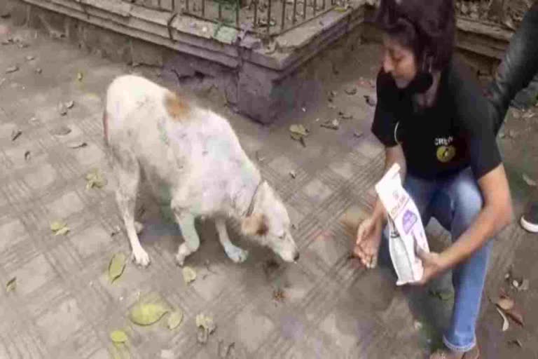 karma foundaction feeding stray dogs in pune