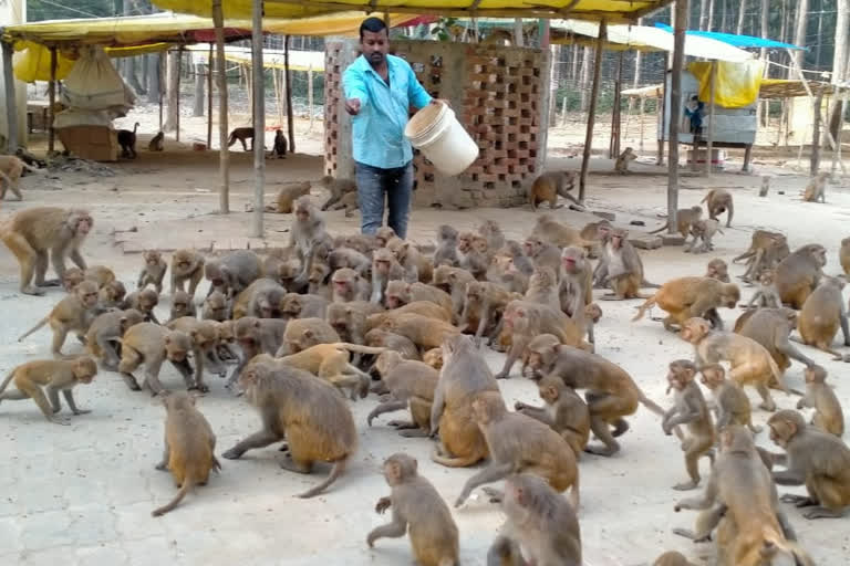 Man feeds monkeys at Budhia mai temple in Gorakhpur