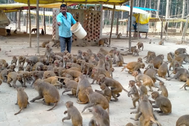 hungry monkeys living at the Budhi Mata temple