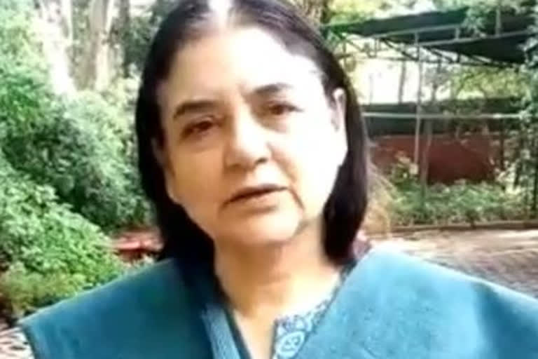 maneka gandhi news