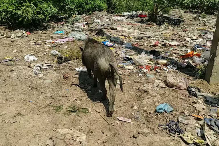 भागलपुर में लगातार हो रही सूअरों और कुत्तों की मौत