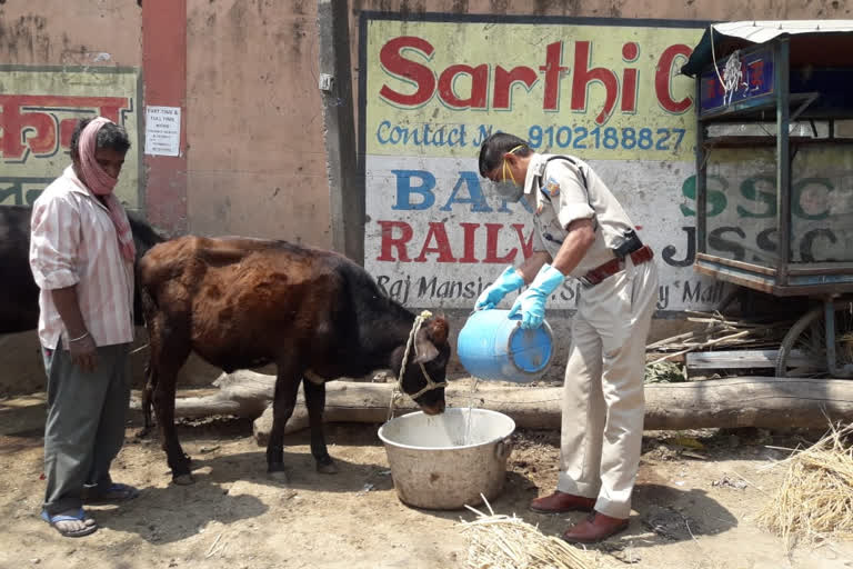 Ranchi police arranged food and water for cattle in ranchi