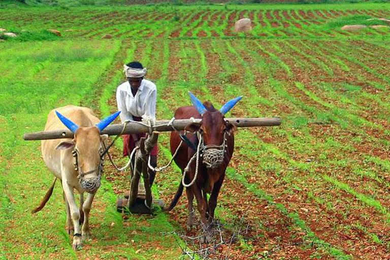 कोविड-19: लॉकडॉउन में किसानों को राहत, फसलों की बुवाई और कटाई पर रोक नहीं