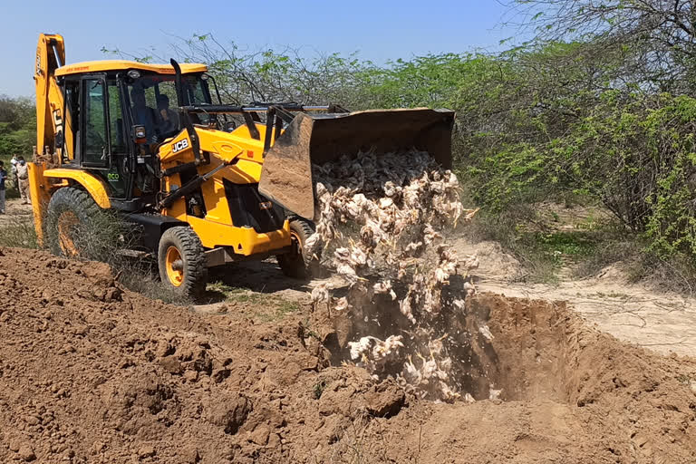 charkhi dadri hen thrown in open