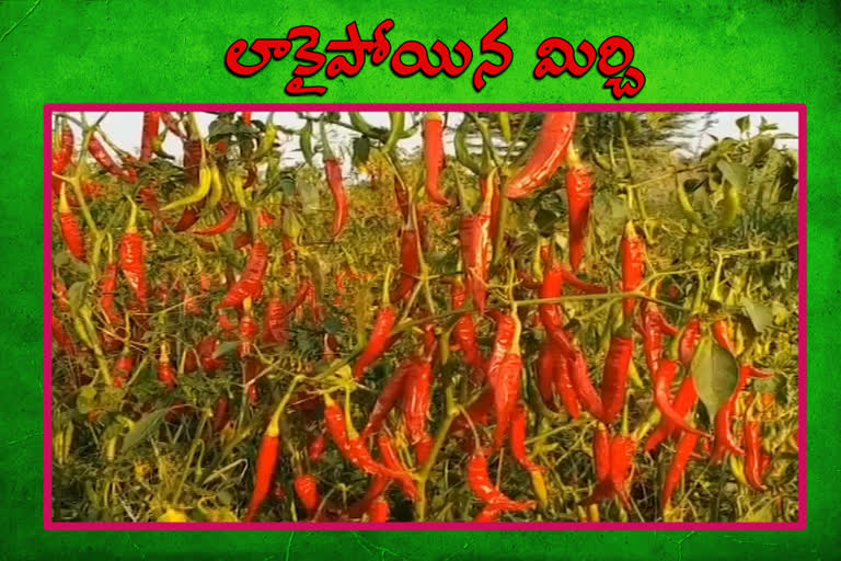 guntur mirchi farmers facing problems due to lockdown effect