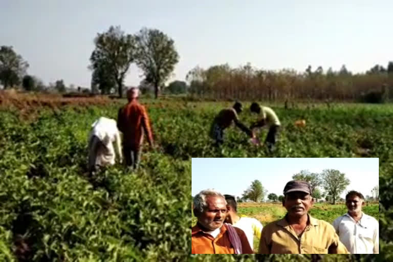 kittur farmer selling vegetable free of cost,ಕಿತ್ತೂರು ರೈತ ಉಚಿತ ತರಕಾರಿ ಮಾರಾಟ