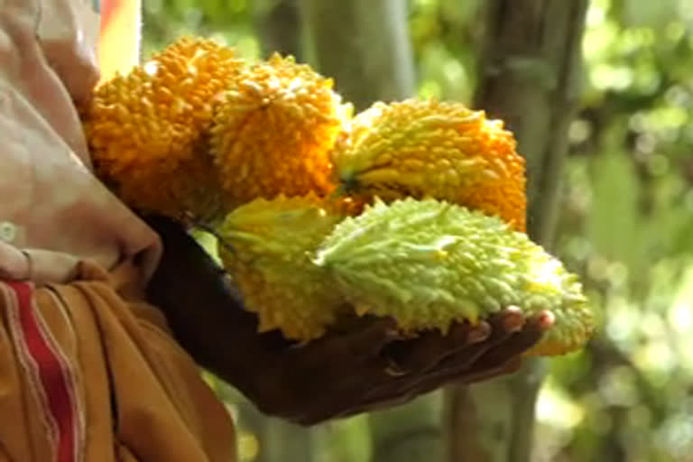 bitter gourd farming  idukki bitter gourd farming  പാവയ്‌ക്കാ കർഷകർ  പാവയ്‌ക്കാ വിളവെടുപ്പ്