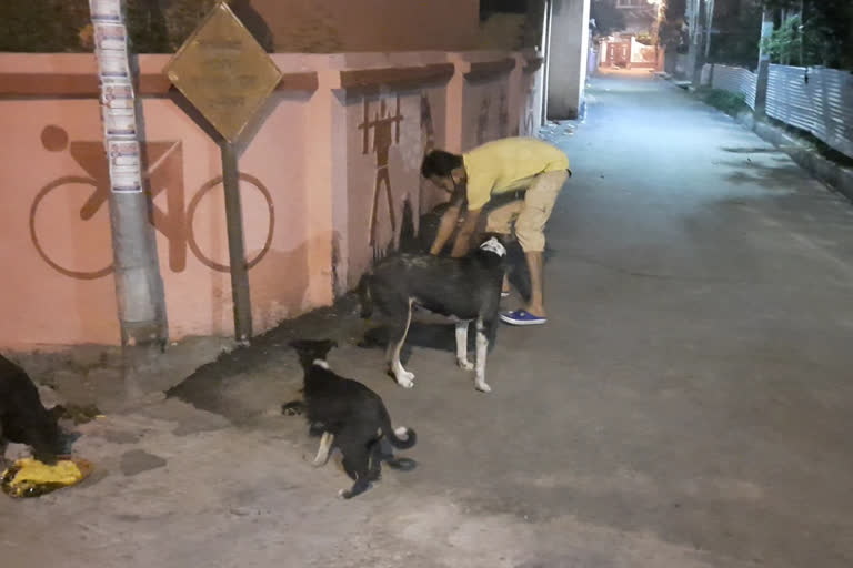 food for street dogs and cows