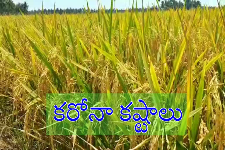 Corona effect on paddy farmers in godavari districts