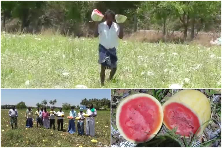 watermelon farming