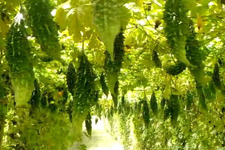 VEGETABLES DAMAGED IN THE FIELD DUE TO LOCK DOWN