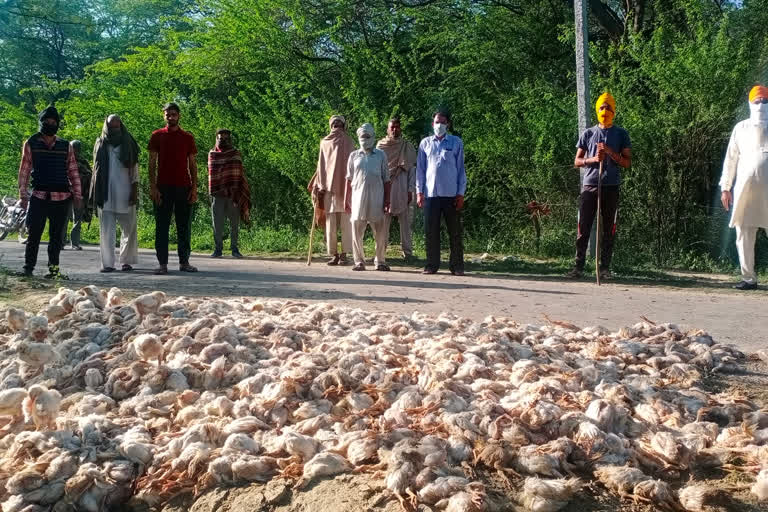 Dead chickens found in Guhala Chika