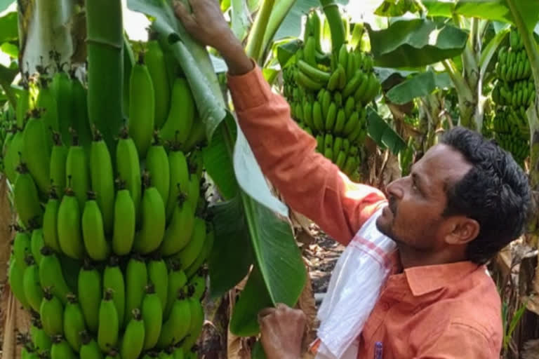 farmers are in trouble dou to lack of demand for banana crop