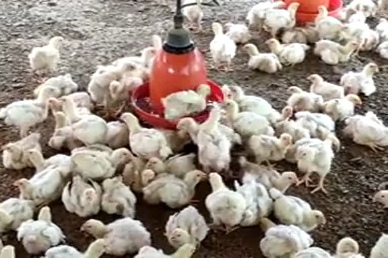 kannur  chicken  Poultry feed  കണ്ണൂർ  lockdown  ലോക്‌ഡൗൺ  കോഴിത്തീറ്റ