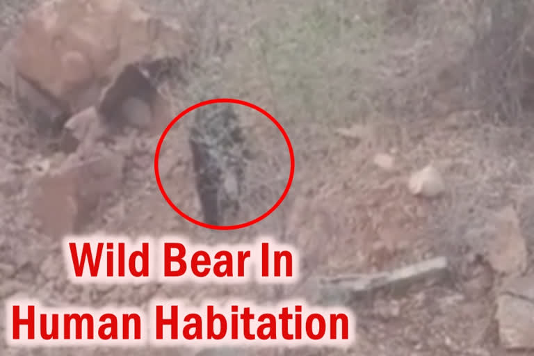 Panic grips as wild bear stray into human habitation in Andhra village