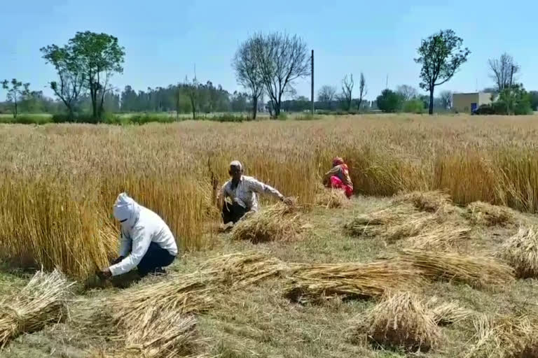 effect of lockdown farmers palwal