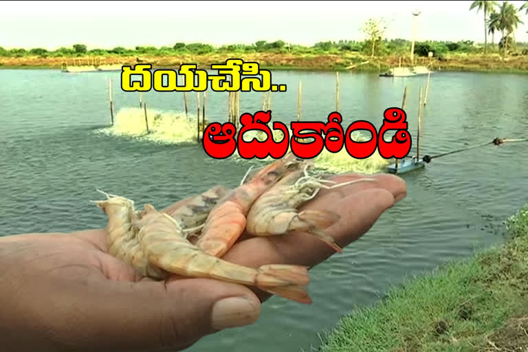 corona effect on shrimp farmers