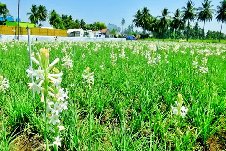 சம்பங்கி பூ சத்தியமங்கலம் சம்பங்கி பூ சத்தியமங்கலம் மலர்கள் சந்தை Sampangi Poo Sathiyamangalam Sampangi Poo Sathiyamangalam Flower Market