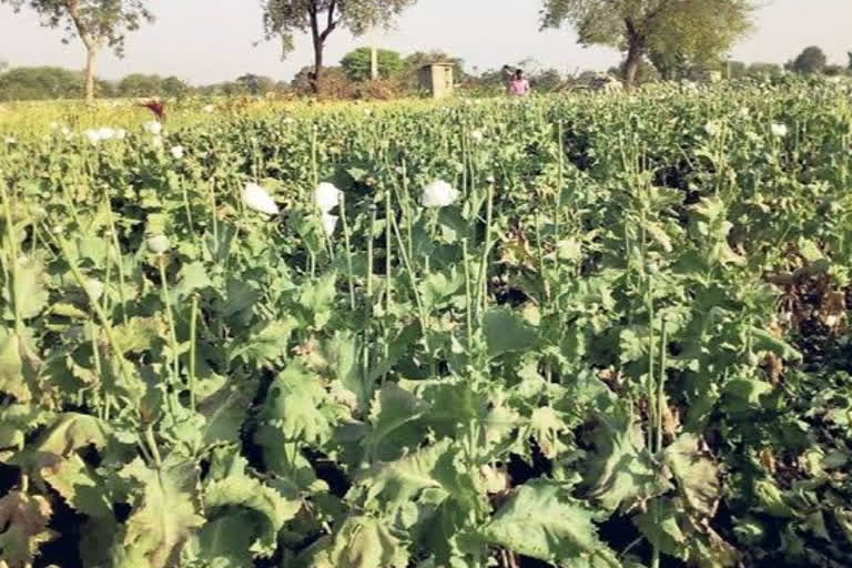 Smugglers steal opium dodges by taking advantage of lockdown