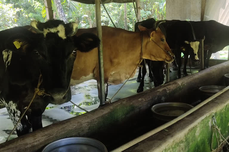 ക്ഷീരസംഘങ്ങൾ  മിൽമ  എറണാകുളം മിൽമ ഡിവിഷന്‍  പാൽ സംഭരണം  പാൽ ഉല്‍പാദനം  കേരള ഫീഡ്‌സ് കാലിത്തീറ്റ  milma  diary farmers crisis