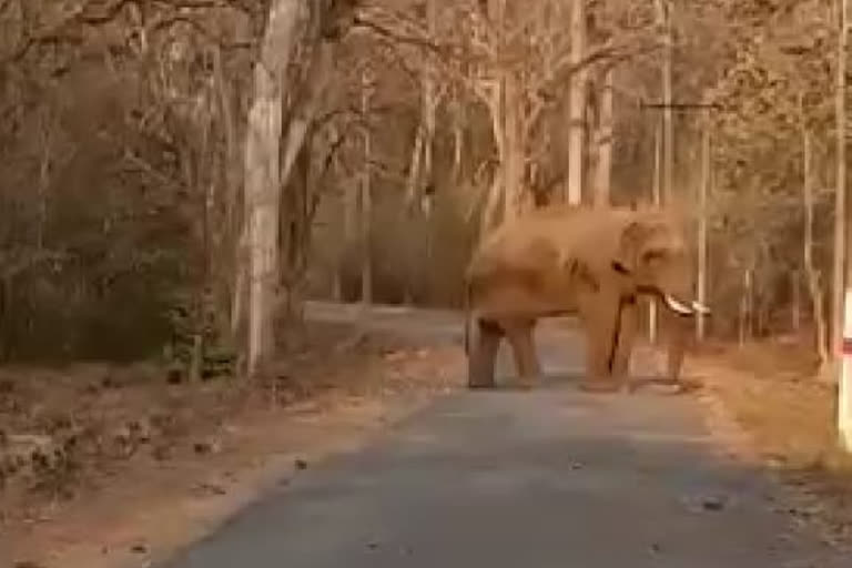 Elephant on the road taking full advantage of the lockdown