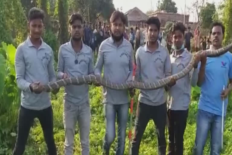 14 feet king cobra rescued from dhenkanal