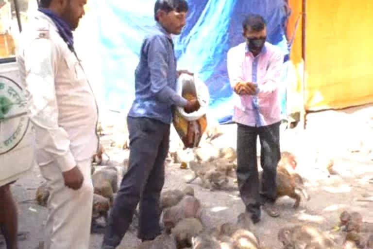 gram feeding the hungry monkey in lockdown in deoghar