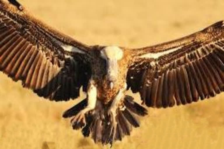 Endangered vultures