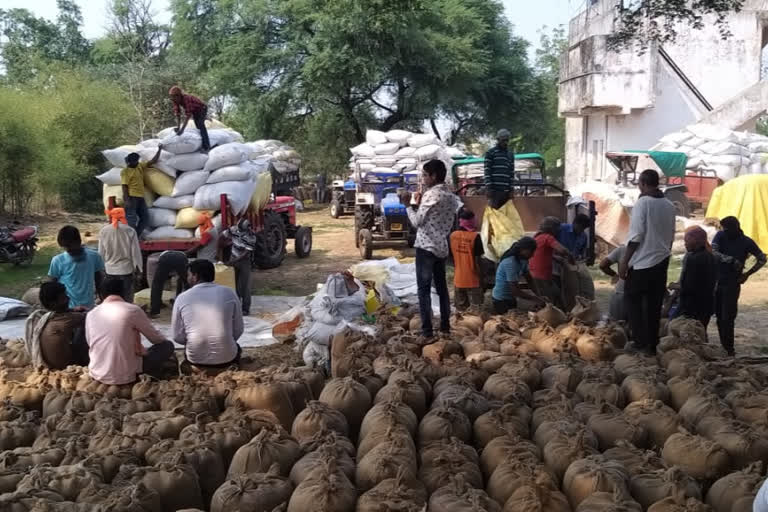 farmers-crowd-gather-at-government-grain-purchase-center