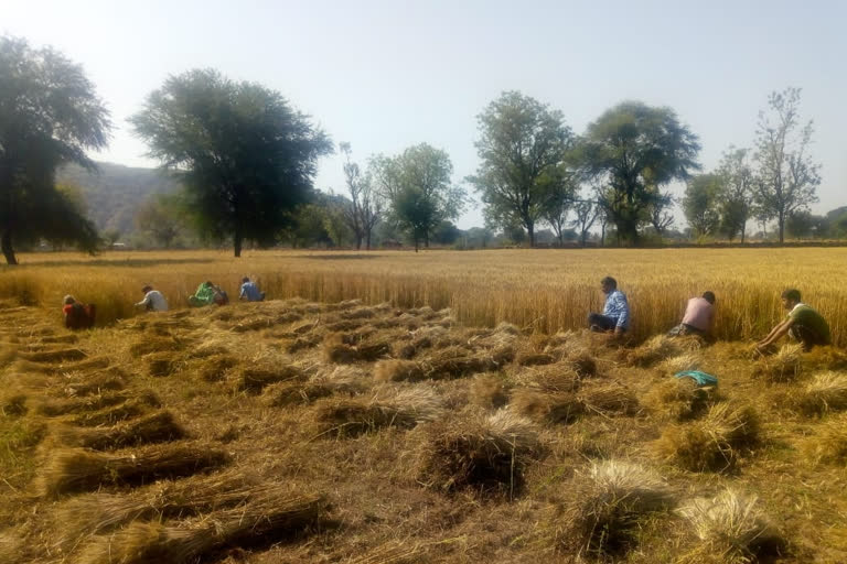 करौली न्यूज, करौली में कोरोना का असर, करौली में कोरोना, कोरोना का किसानों पर असर, effect of corona on farmers, effect of corona in karauli, karauli news