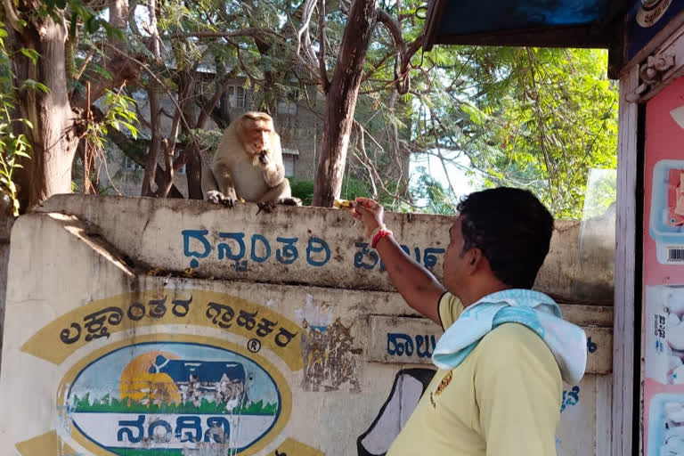 Corona Effect: People feeding hungry monkeys in mysuru