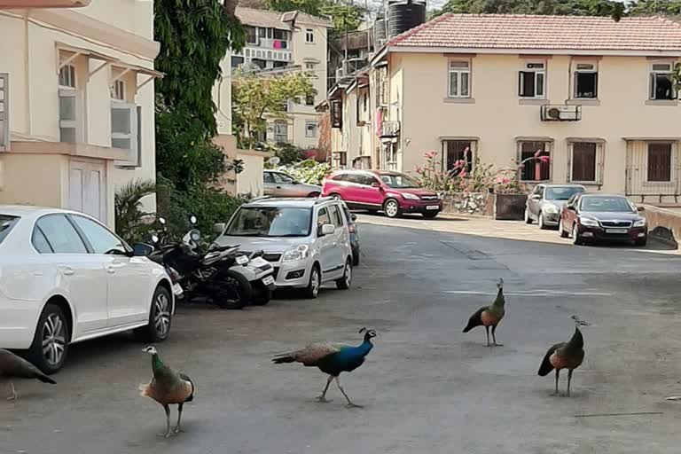 peacock roam mumbai streets