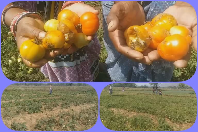 heavy-rain-vegetable-farmers-problems-in-nuapada