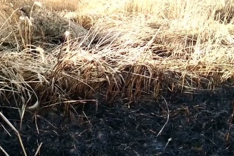 धौलपुर की खबर, crop fire in dholpur