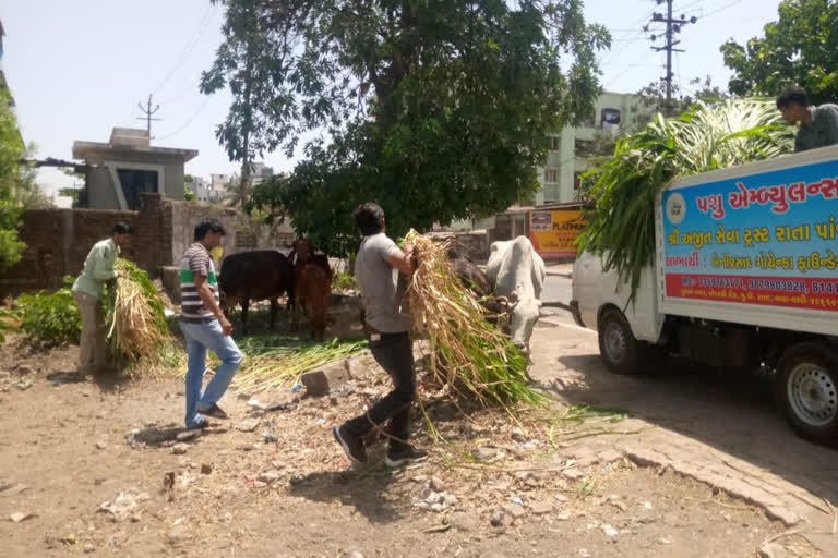 In the midst of the epidemic of Corona, the Vapi cattle were given fodder