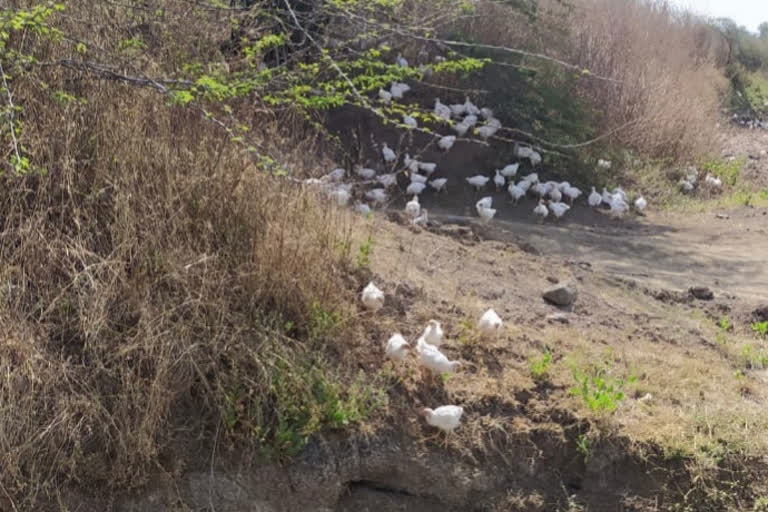 thousand of chikens feft  cow farm  at vasant nagar in fear of corona virus