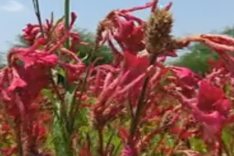 kallakurichi-flower-growers-torment