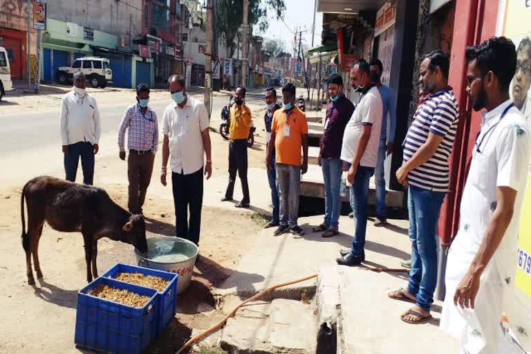 cattle facing problem due to lockdown in gumla