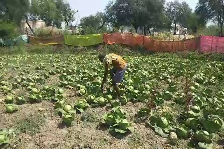 farmers in trouble due to untimely rain in korba