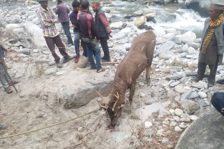 chamois stranded in river near shimla