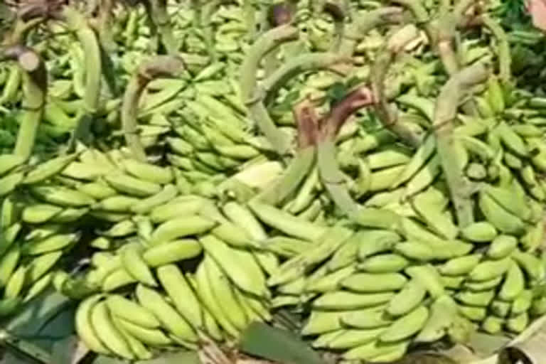 banana  horticorp  malappuram  ഹോർട്ടികോർപ്പ് നേന്ത്രവാഴ കുലവാങ്ങി  മുഹമ്മദ് അനസിൻ്റെ അടിയന്തര ഇടപ്പെടൽ  കർഷകർക്ക് ആശ്വാസമായി