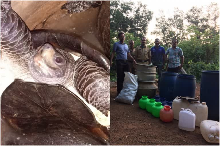 TORTOISE LIQUOR  illegal liquor  വ്യാജമദ്യ നിര്‍മാണം  ആമ വാറ്റ്  തൃശൂര്‍ ചാരായ നിര്‍മാണം