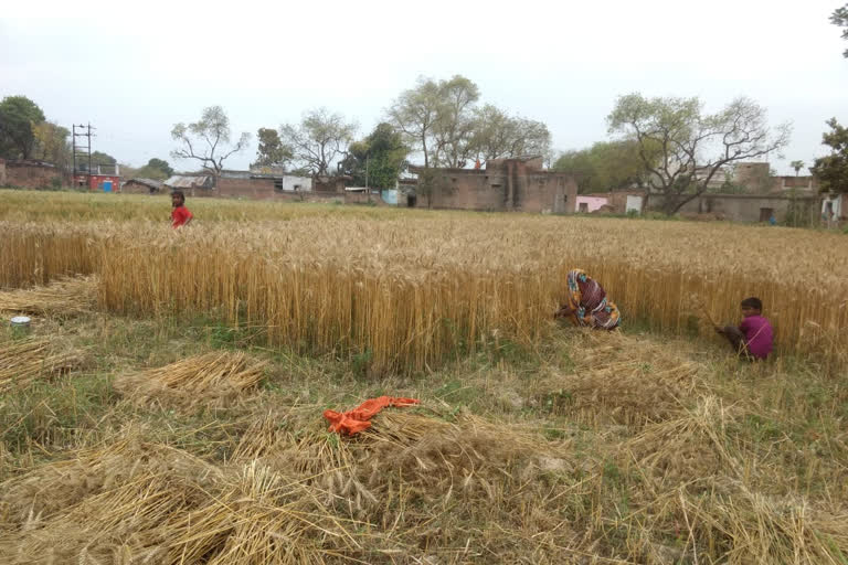 किसान गेहूं की फसलों की कर रहे कटाई