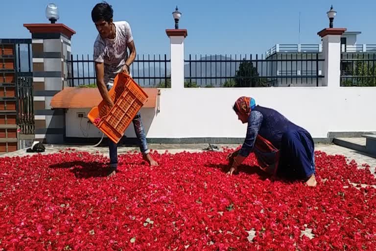 corona impact of flowers farming