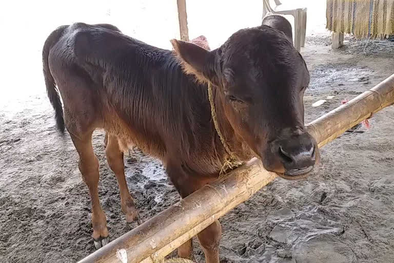 पशुओं को नहीं मिल रहा चारा