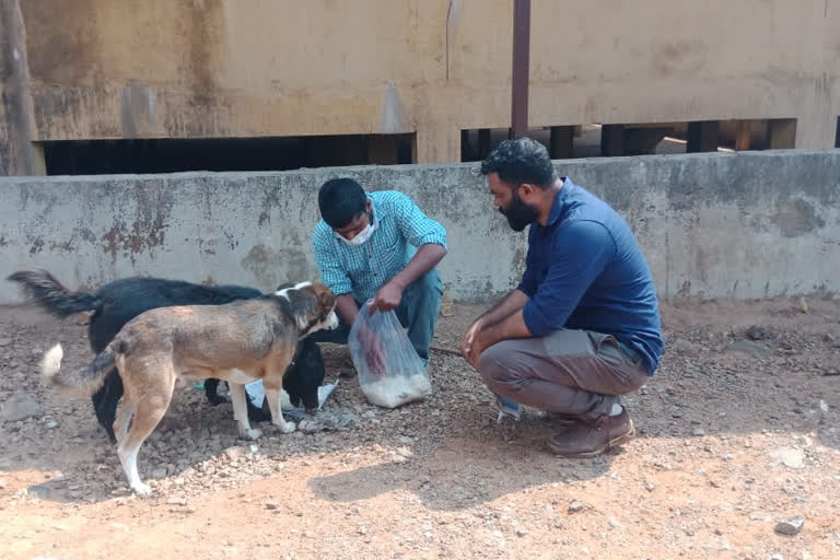 delivered food to animals