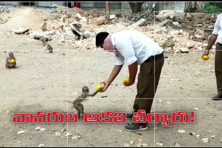 Young People Giving Food To Monkeys Due To Lock Down Period