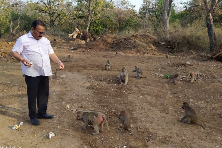 Monkeys are being fed food